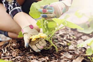 Close-up of a gardener examining a plant in the community garden