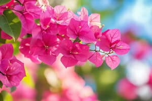 Close-up view of pink bougainvillea