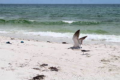 Seagull at Blind Pass Beach