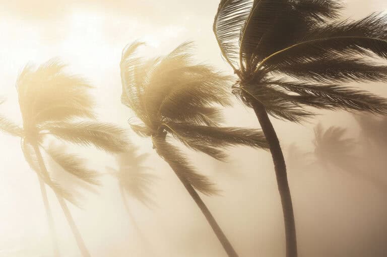 Palm trees blowing in hurricane force winds and rain